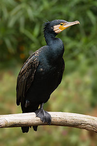 200px-Phalacrocorax_carbo_Vic.jpg